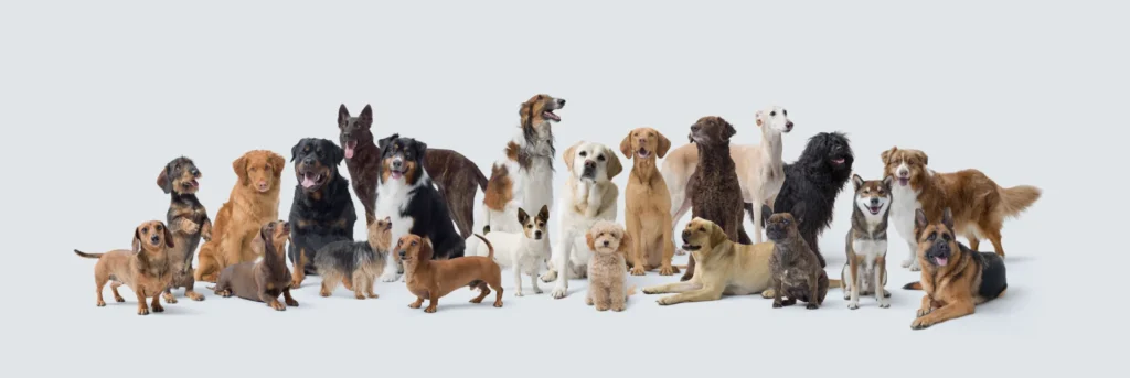 Anschaffung - welche Hunderasse passt zu dir Beratung vor der Anschaffung bei Hundeschule Stummeier – welche Hunderasse passt zu dir?