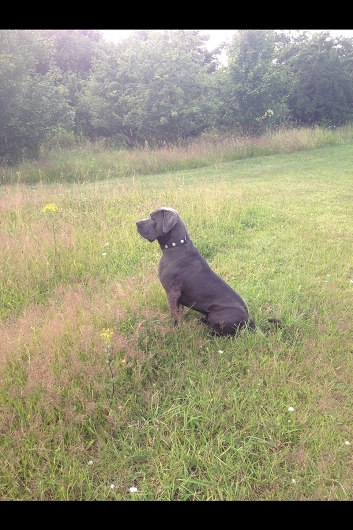 Antikdogge ANUK aus Lüneburg, Hundeschule Stummeier, Freundschaft ohne Leine