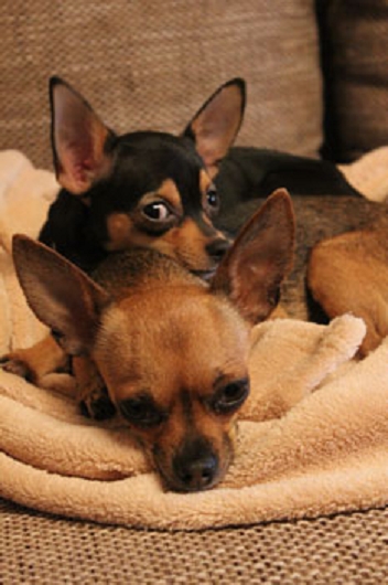 Chihuahua-Mix JOSY aus Tellmer, Hundeschule Stummeier