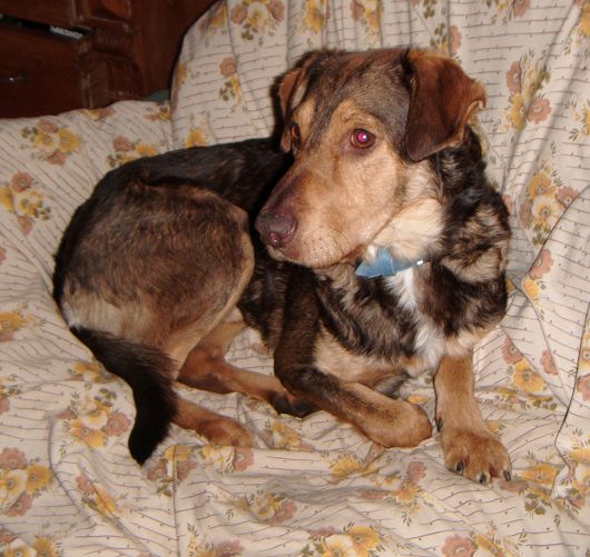 FRODO aus dem Raum Lüneburg, Hundeschule Stummeier