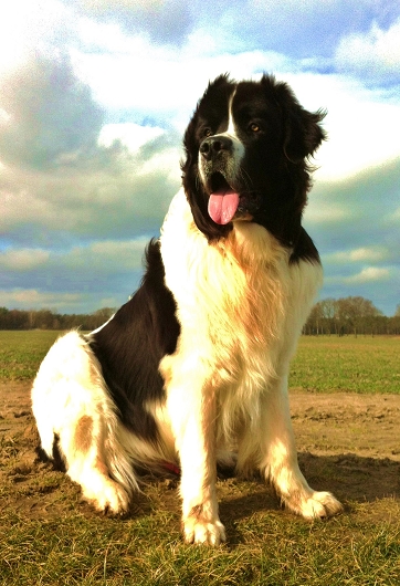 Landseer - Rüde CONNOR aus Südergellersen, Hundeschule Stummeier, Freundschaft ohne Leine