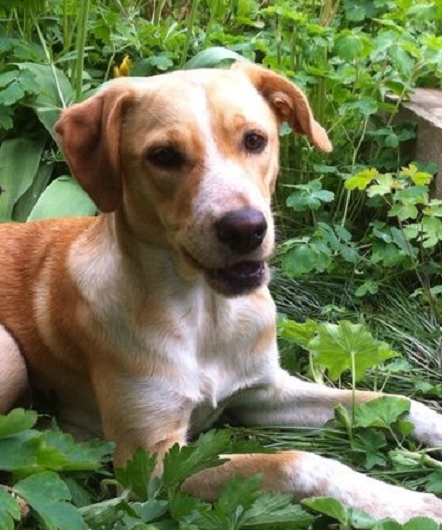 Mixhündin EMMY aus Hamburg, Hundeschule Stummeier