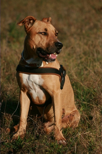 Amercian Staffordshire DEXTER Hundeschule Stummeier Amercian Staffordshire DEXTER Hundeschule Stummeier