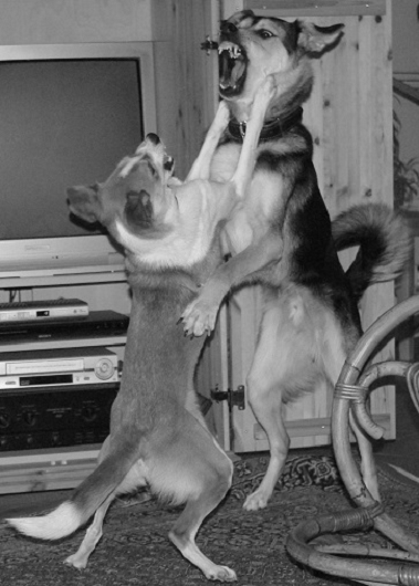 BASCHI ein Schäferhund-Mix aus Rumänien