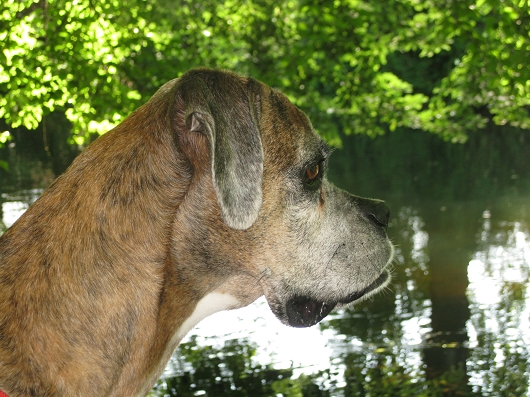 Boxerhuendin Bobbie Freundschaft ohne Leine