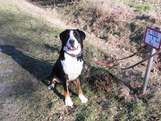 Schweizer Sennenhund GUSTL, Freundschaft ohne Leine