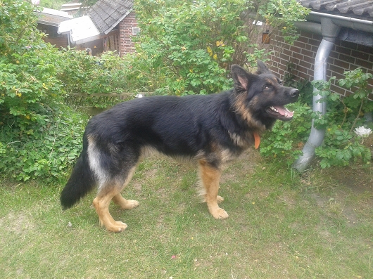 Garlstorf Schaeferhund KAHN verbellt Besucher und Postboten Garlstorf Schaeferhund KAHN verbellt Besucher und Postboten