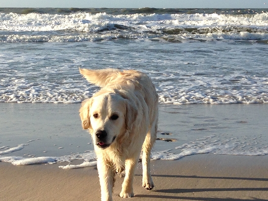 Golden Retriever ZORRO aus Tötensen, Freundschaft ohne Leine
