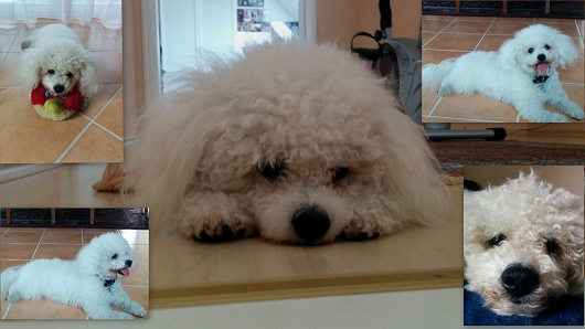 Hamburg-Harburg: Bichon Frise springt an und zerrt an der Leine Hamburg-Harburg: Bichon Frise springt an und zerrt an der Leine