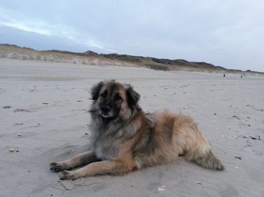 Hamburg Harburg Herdenschutzhund Mix PAUL war ängstlich und bockig Hamburg Harburg Herdenschutzhund Mix PAUL war ängstlich und bockig