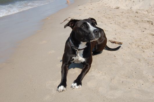 LOONA Bulldog Mix mit Jagdtrieb LOONA Bulldog Mix mit Jagdtrieb