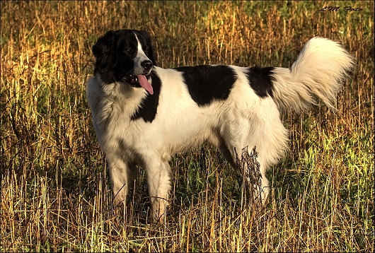 Landseerrüde ENZO Freundschaft ohne Leine Landseerrüde ENZO Freundschaft ohne Leine