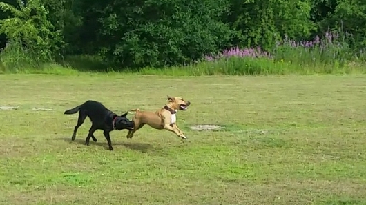 American Staffordschire Mix DEXTER aus Brietlingen - Lüneburg