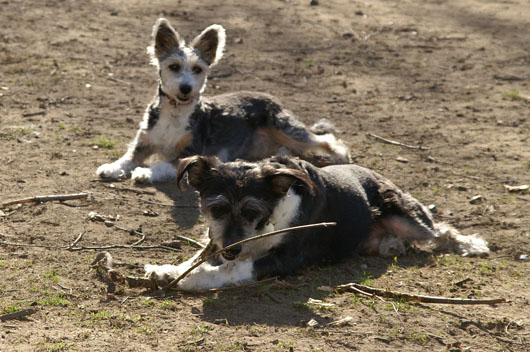 Lüneburg - Terrier-Mix KLEO und SCHNAUZER-Mix KANZLER haben einen großen Dickkopf