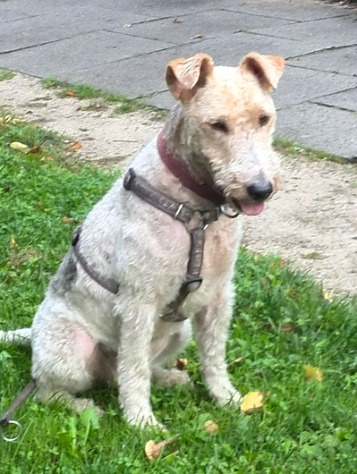 MIRA aus dem Raum Lüneburg lief immer weg MIRA aus dem Raum Lüneburg lief immer weg