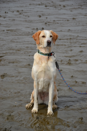 Pointer Goldi Mix INDIA, Freundschaft ohne Leine