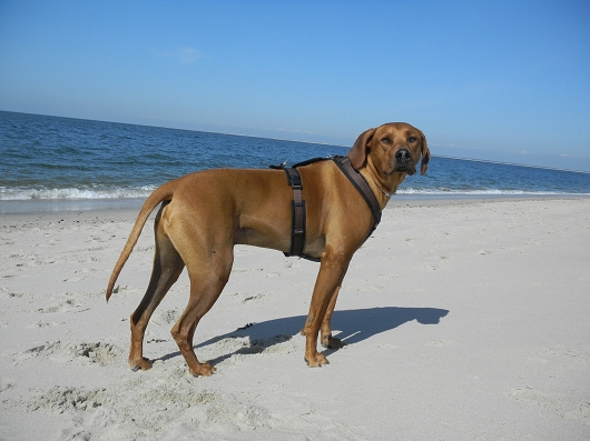 Rhodesian Ridgeback ENO Freundschaft ohne Leine
