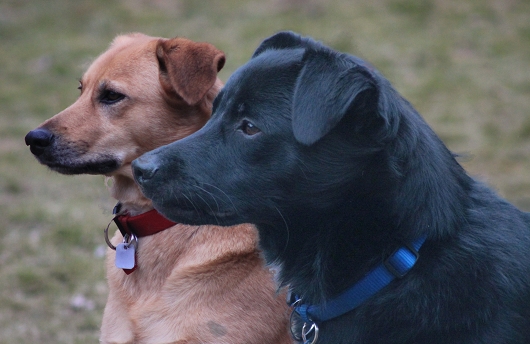 Schäferhund Mix AMELIE Terrier Mix FINDUS, Freundschaft ohne Leine Schäferhund Mix AMELIE Terrier Mix FINDUS, Freundschaft ohne Leine