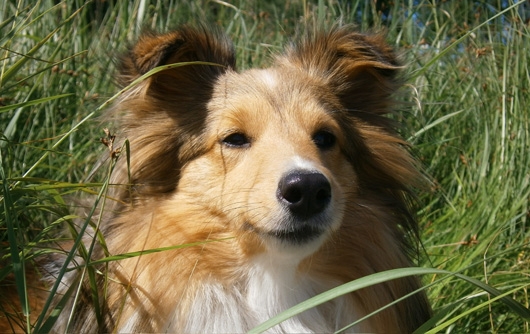 Sheltie MIA Hundeschule Stummeier Freundschaft ohne Leine Sheltie MIA Hundeschule Stummeier Freundschaft ohne Leine
