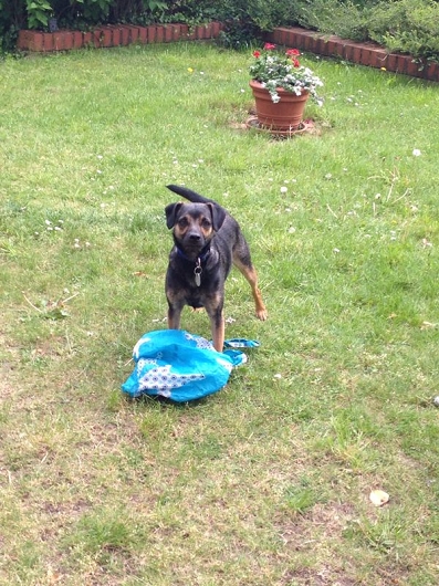 cropped-BARNEY-300x300-1 Terrier- Mix SCHRÖDER aus Winsen zog an der Leine
