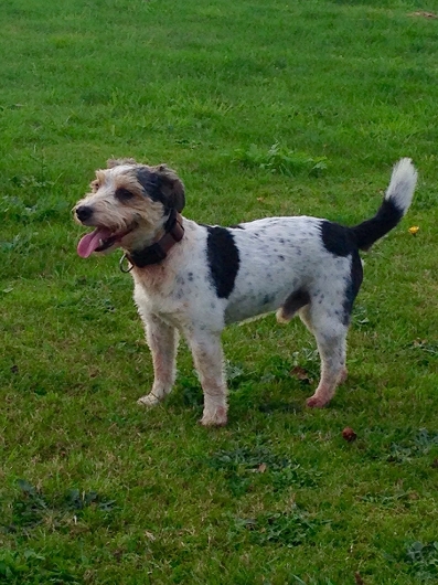 Toppenstedt - Terrier OSKAR mit Leinenaggression