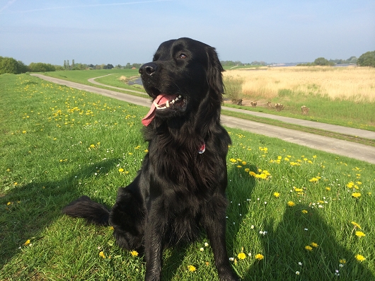 Winsen Luhe MATTHIE Blackriver Rüde