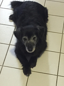 Strassenhund BEL aus Polen