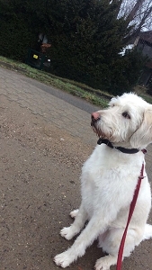 Labradoodle EMMY