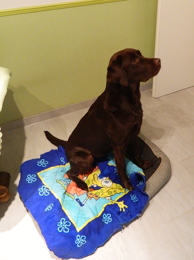 Labrador LILLY aus Stelle