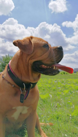 Bordeaux- Dogge MEYLA