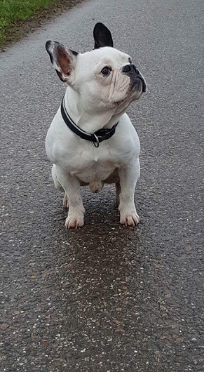 französische Bulldogge LOUI französische Bulldogge LOUI