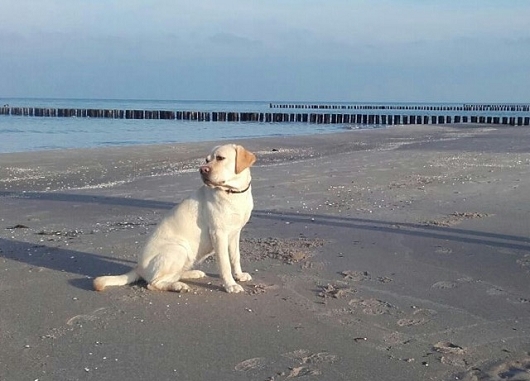 Labrador RANJA aus Lüneburg