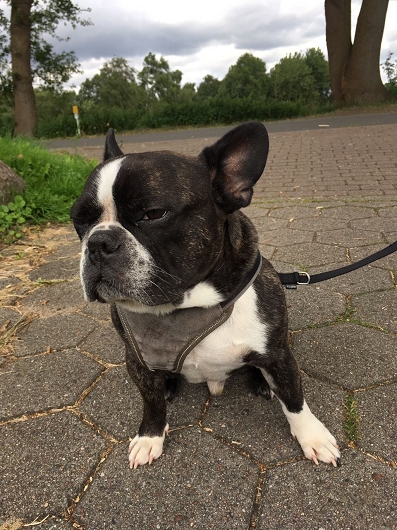 Französische Bulldogge MAYLO Französische Bulldogge MAYLO