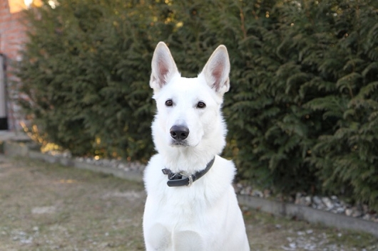 weißer Schäferhund RUDI weißer Schäferhund RUDI