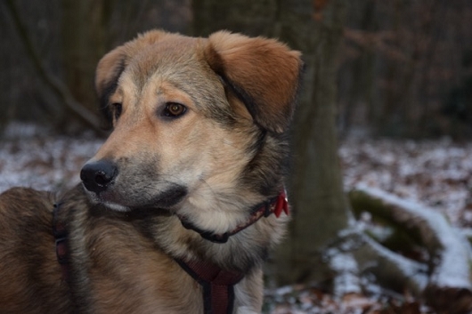 Straßenhund THEO