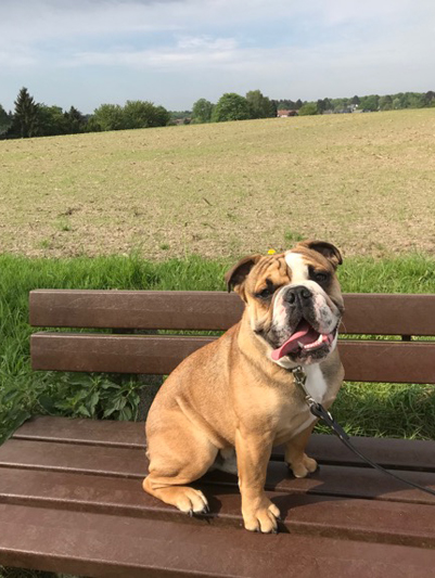 Englische Bulldogge DUKE