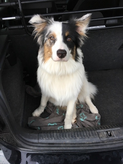 Australian Shepherd MIO Australian Shepherd MIO