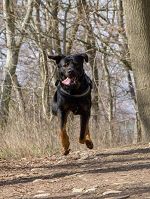 BALU BALU