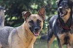 Ein verlässlicher Rückruf ist die Voraussetzung für eine verantwortungsvolle Führung des Hundes ohne Leine. Ein verlässlicher Rückruf ist die Voraussetzung für eine verantwortungsvolle Führung des Hundes ohne Leine.
