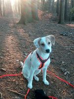 LAIKA