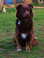 cropped-BARNEY-300x300-1 Hund LUCKY aus dem Tierschutz war ein Angsthund und verhielt sich Menschen gegenüber nicht korrekt.