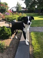 Bordercollie LUCY Bordercollie LUCY