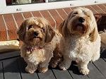cropped-BARNEY-300x300-1 SUSI und STROLCHI