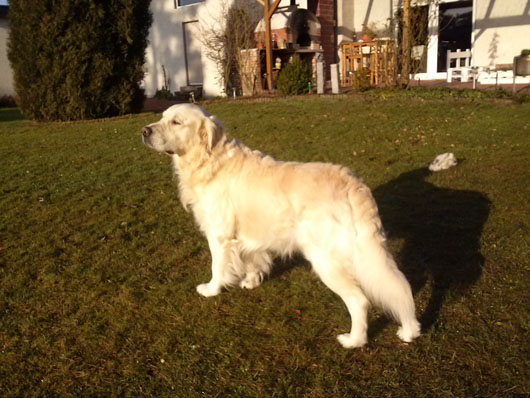Golden Retriever CASANOVA aus Seevetal, Hundeschule Stummeier