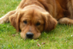 Hund BUDDY, Hundeschule Stummeier