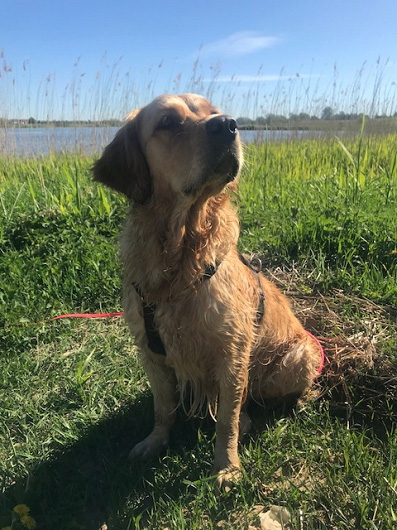 Die Golden Retriever Dame LUCY tanzte ihrem Frauchen auf der Nase rum. Besonders ihr ausgeprägter Jagdtrieb machte es ihrem Frauchen schwer. Die Golden Retriever Dame LUCY tanzte ihrem Frauchen auf der Nase rum. Besonders ihr ausgeprägter Jagdtrieb machte es ihrem Frauchen schwer.