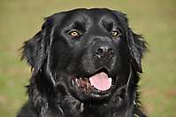 Bild: Hund Bruno Strutz aus Lüneburg – Hundeschule FREUNDSCHAFT OHNE LEINE Bild: Hund Bruno Strutz aus Lüneburg - Hundeschule FREUNDSCHAFT OHNE LEINE