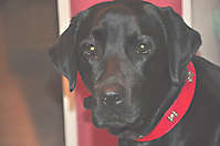 Hund PACO aus Ashausen – Hundeschule FREUNDSCHAFT OHNE LEINE Hund PACO aus Ashausen - Hundeschule FREUNDSCHAFT OHNE LEINE