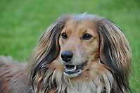Bild: Hund TRIXI aus Handorf (Lüneburg) – Hundeschule FREUNDSCHAFT OHNE LEINE Bild: Hund TRIXI aus Handorf (Lüneburg) - Hundeschule FREUNDSCHAFT OHNE LEINE