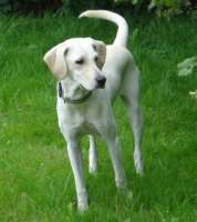 Hund RUBY aus Thieshope – Hundeschule FREUNDSCHAFT OHNE LEINE Hund RUBY aus Thieshope - Hundeschule FREUNDSCHAFT OHNE LEINE